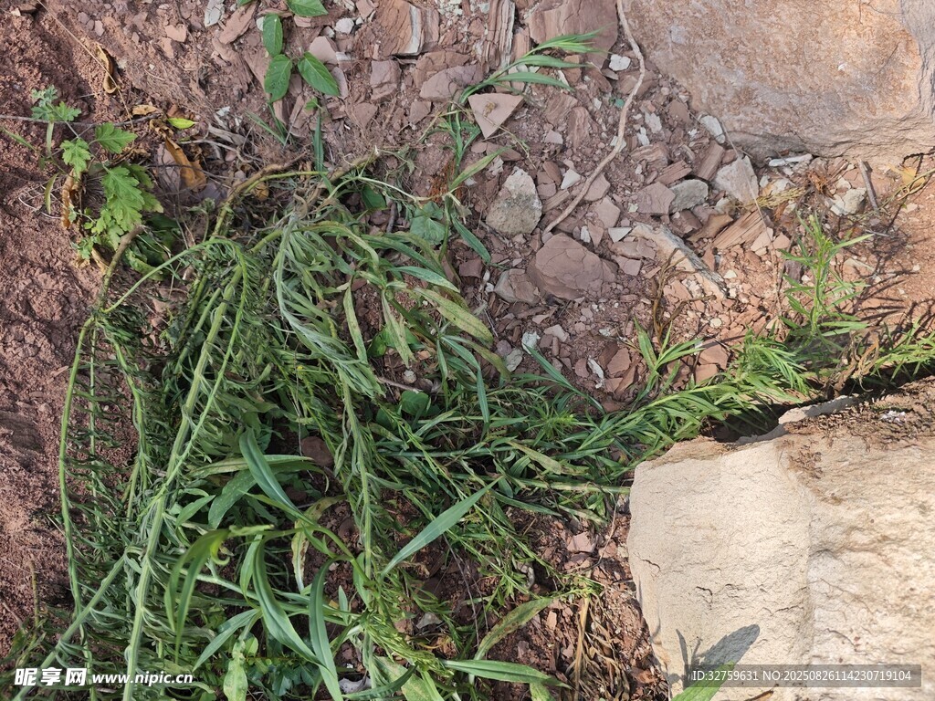 石縫中生長的翠綠野草
