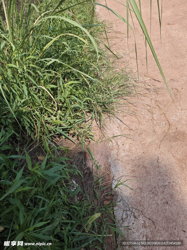 路邊草叢與泥土場景