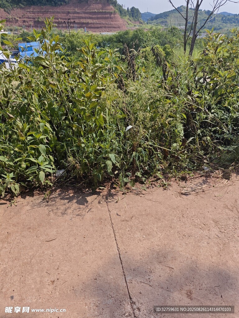 戶外綠植旁的泥土地