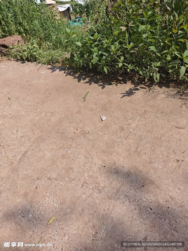 戶外泥土地面與綠植