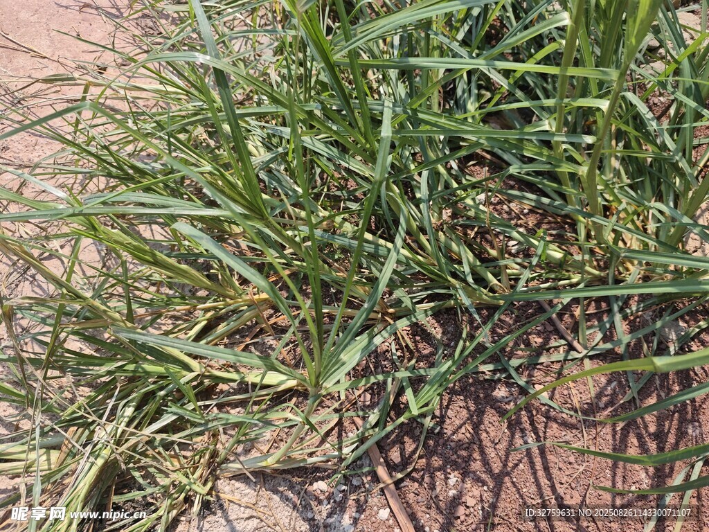地面上的一叢嫩綠青草
