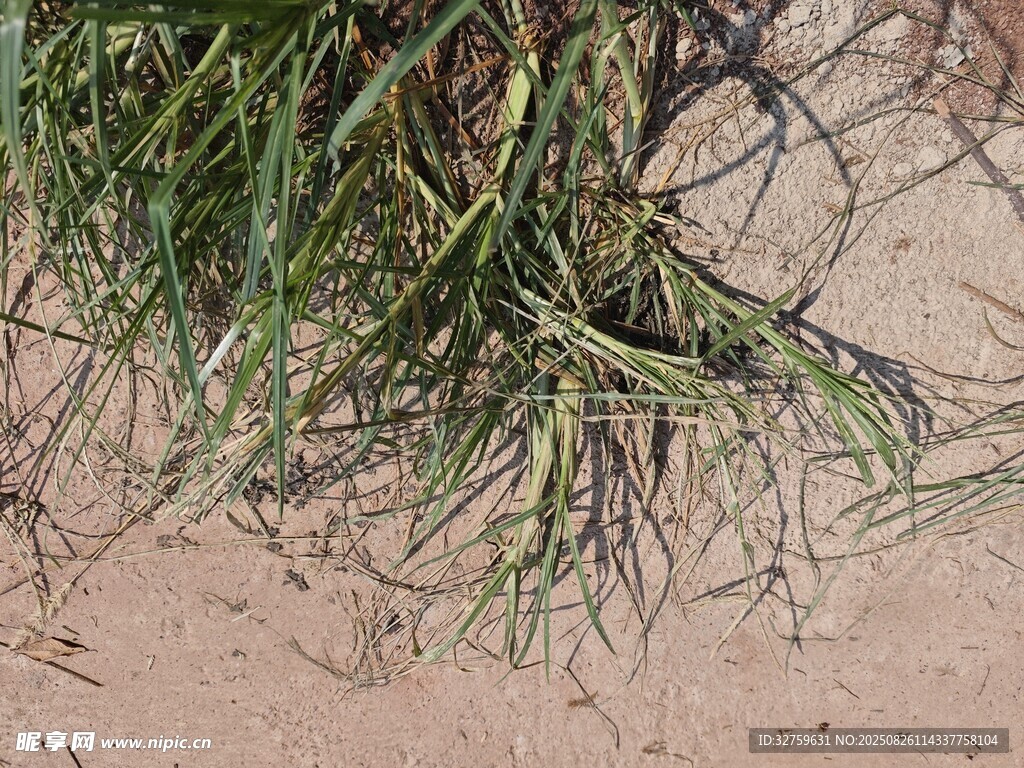 沙地上的綠色植物根系