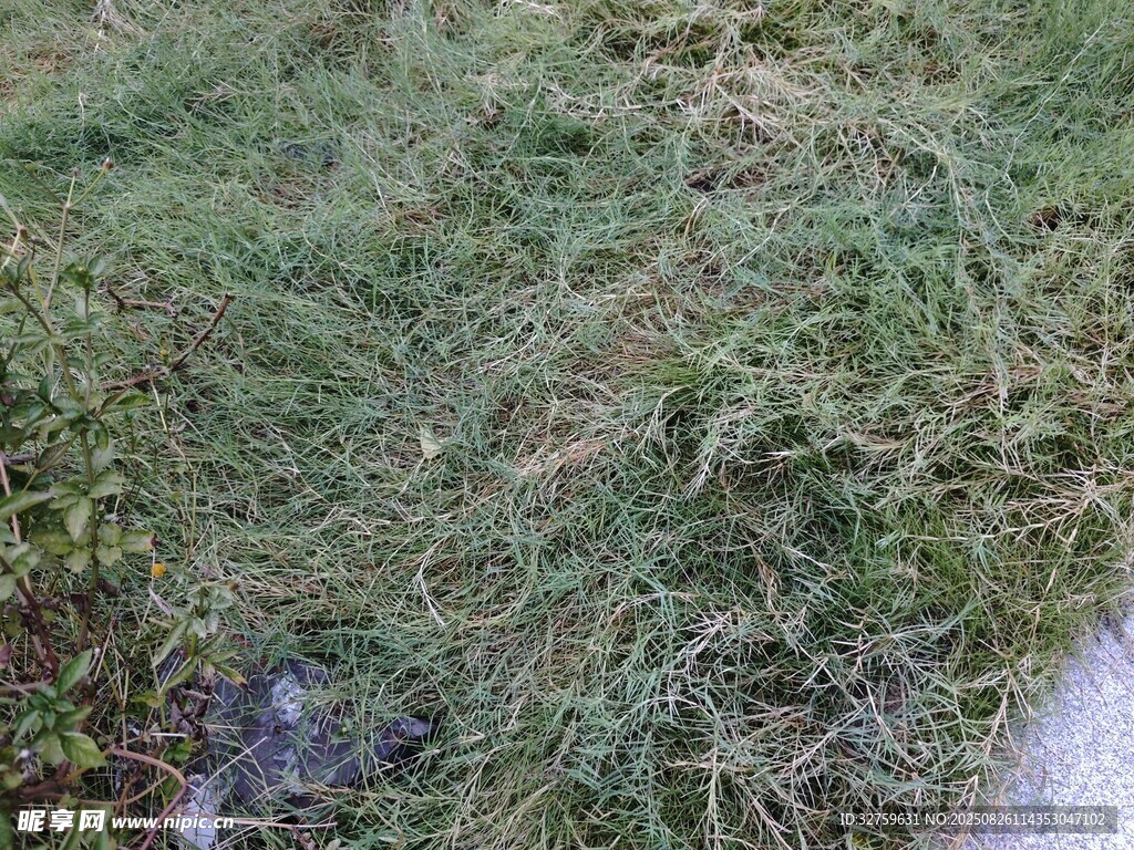 草地景象