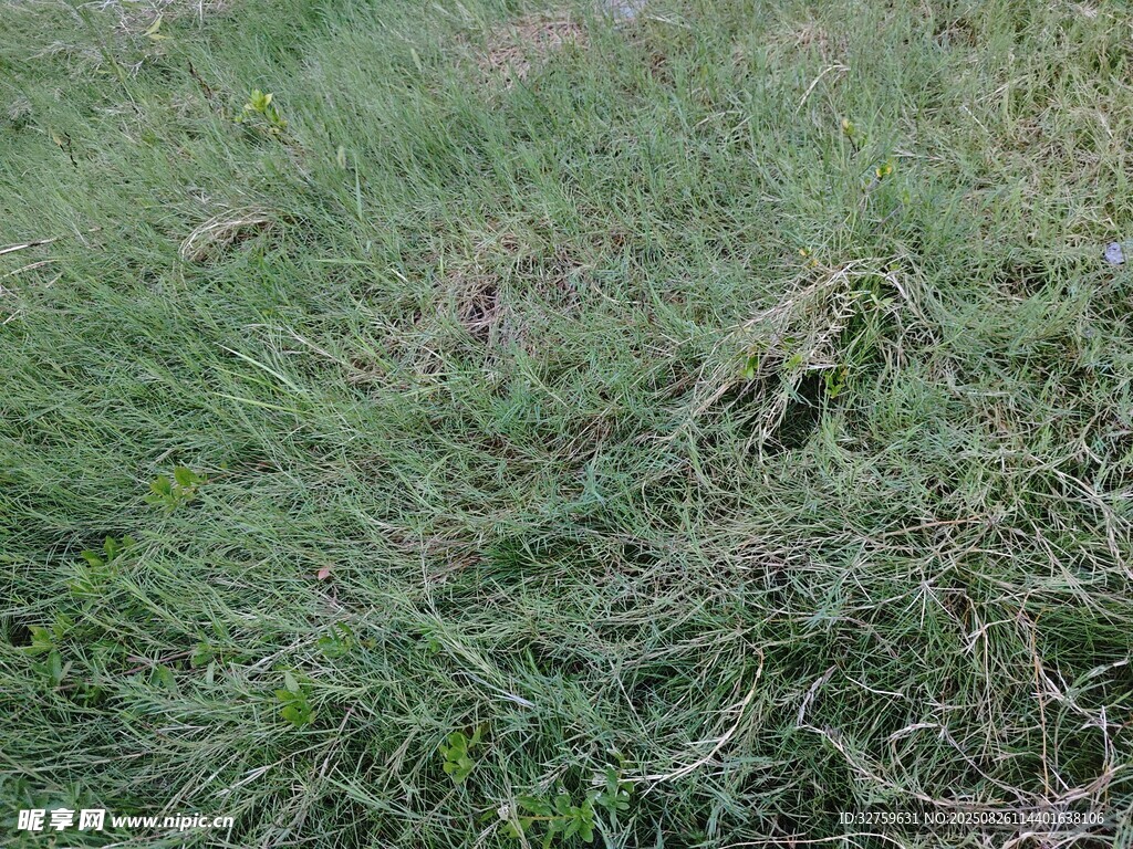 翠綠草地