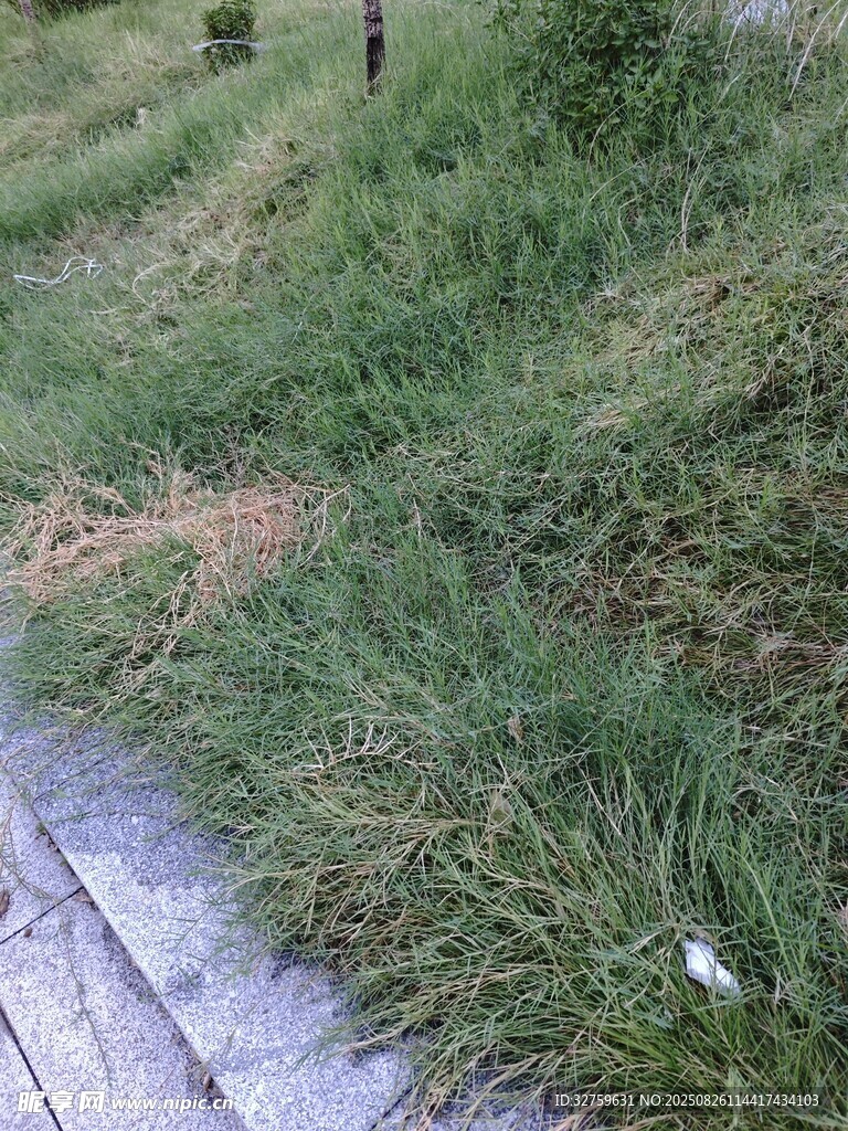 路邊草地景象