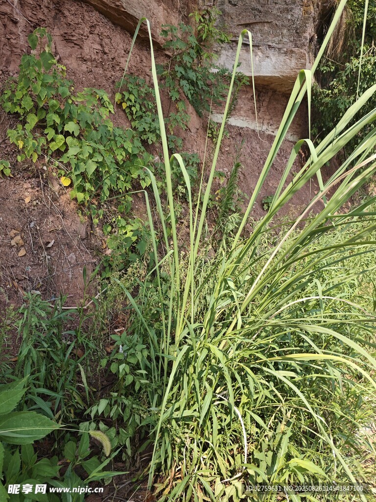 石縫中生長的翠綠野草