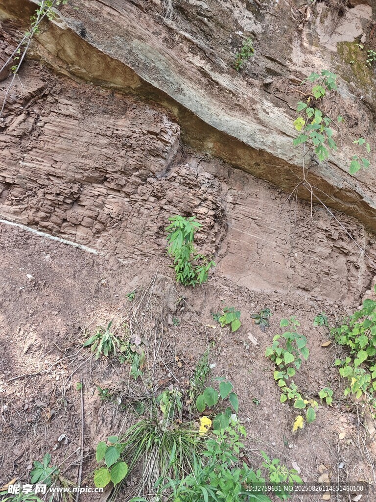 巖石縫隙中的綠色植物