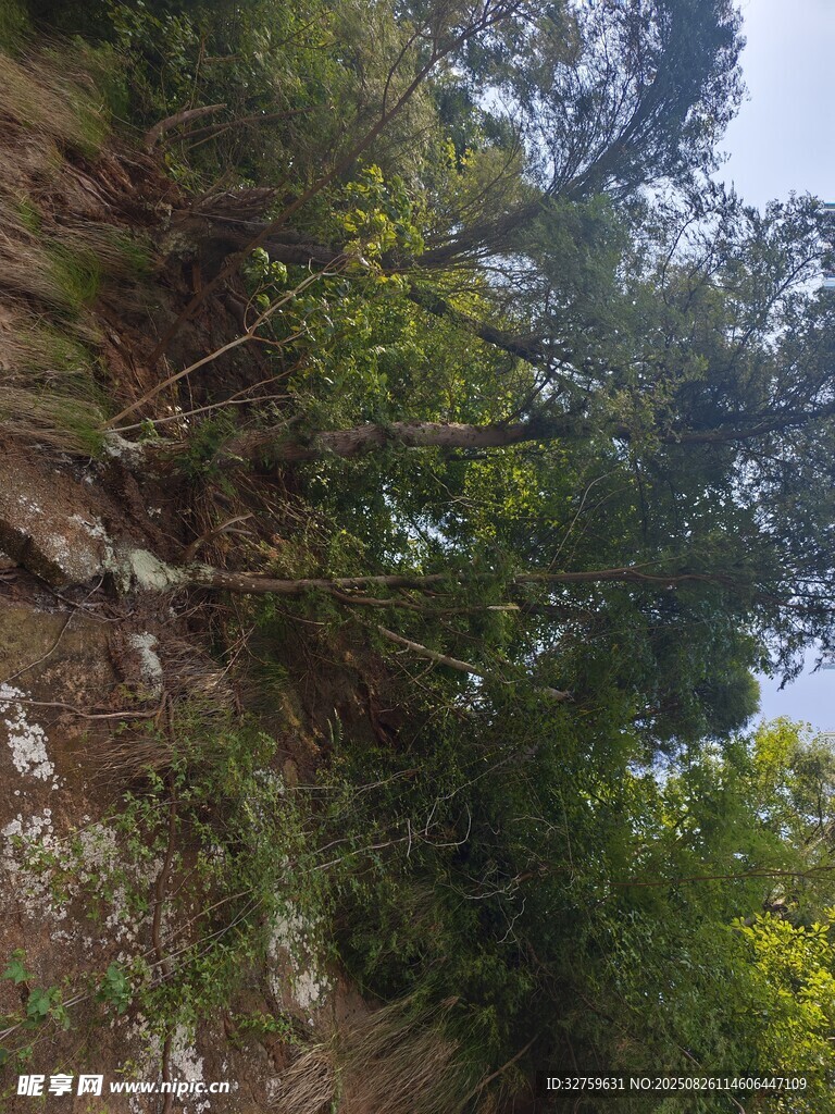 茂密樹林中的自然景致