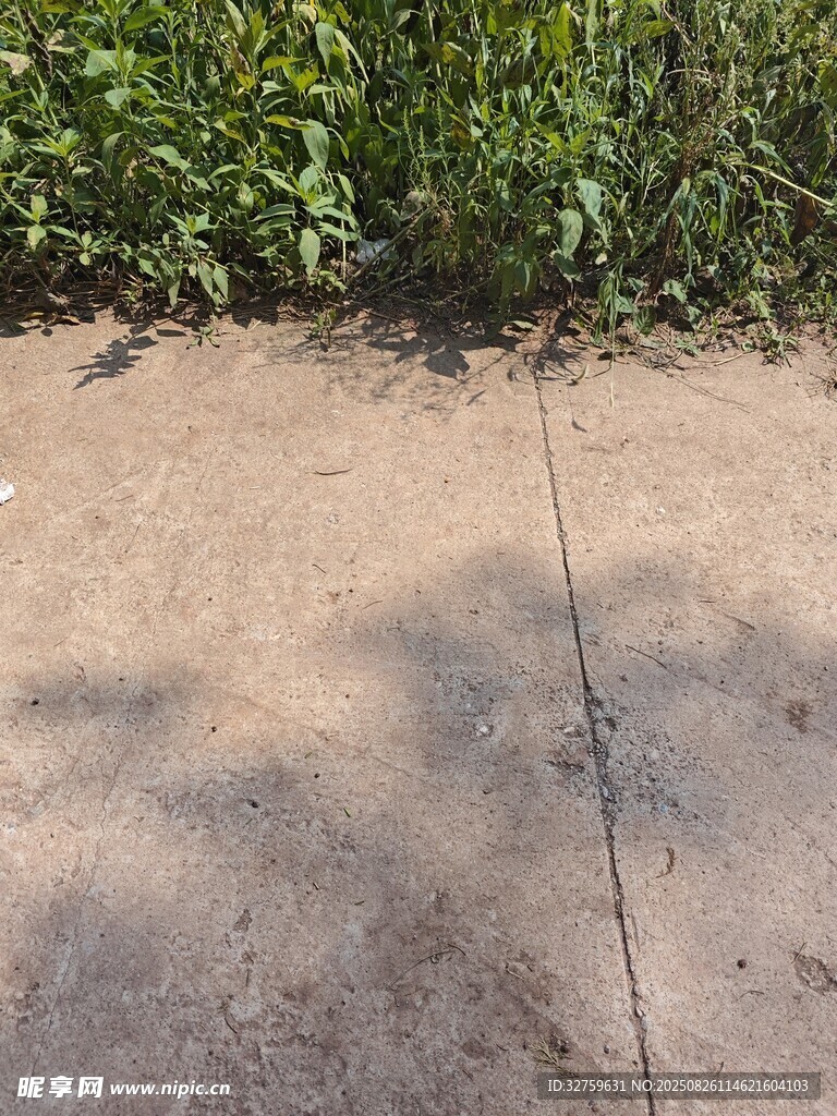 戶外地面及周邊綠植景象