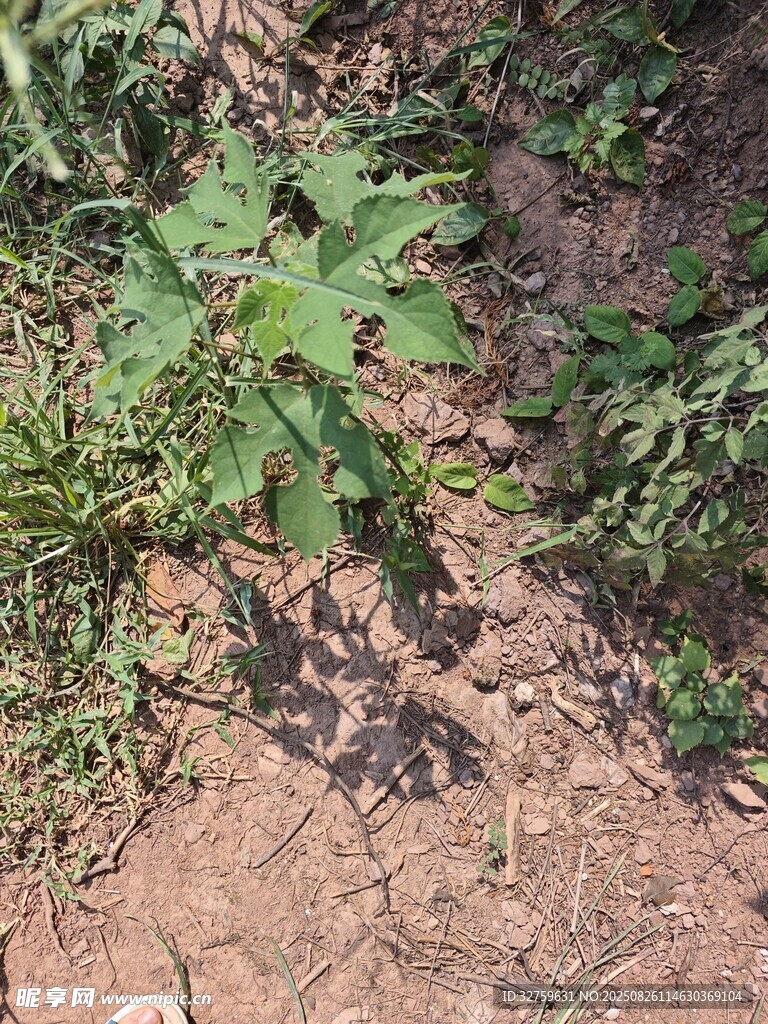 田間生長(zhǎng)的綠色植物