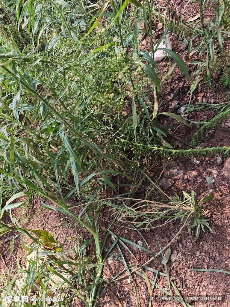 地面生長的綠色植物