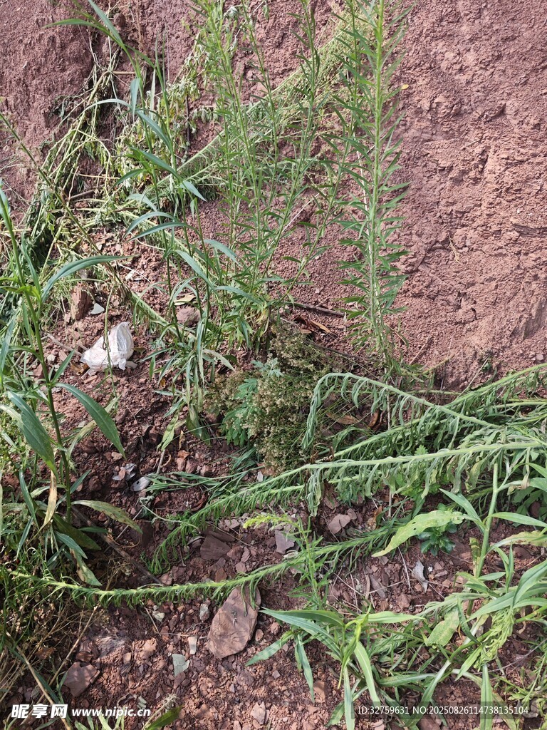 地面上的綠色蔓生植物