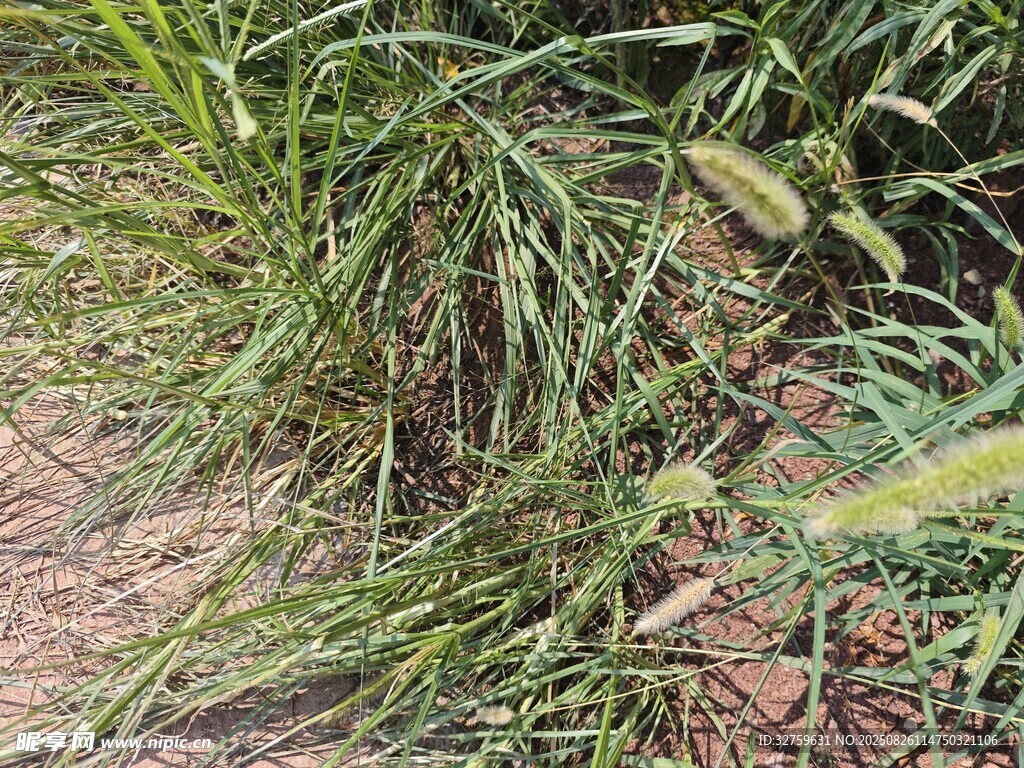 草叢中的自然景象