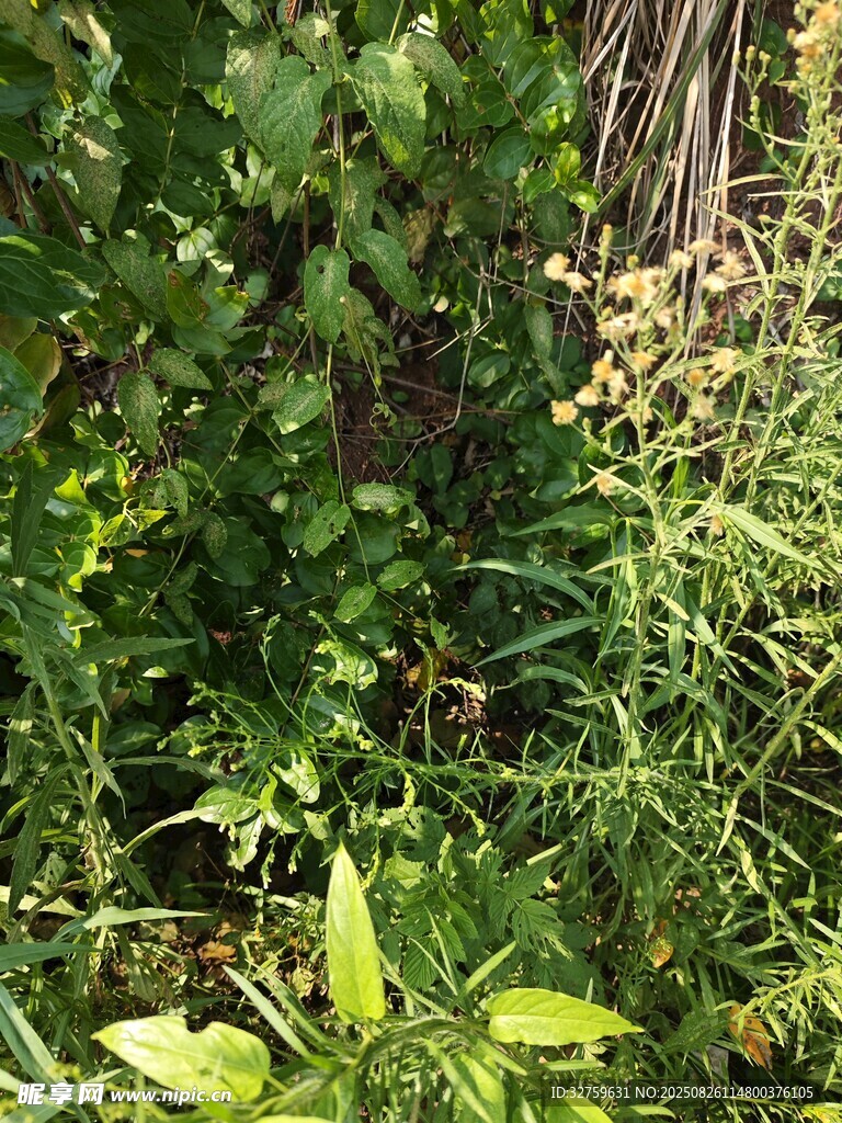 繁茂的野生植物景觀