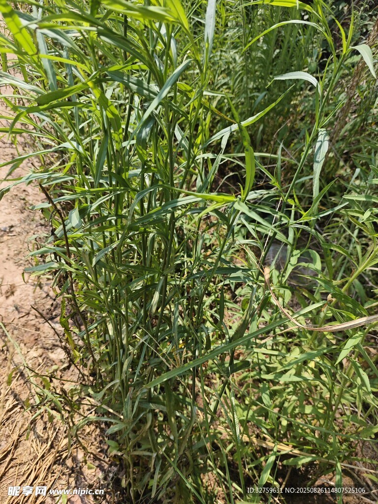 野外生長的綠色植物