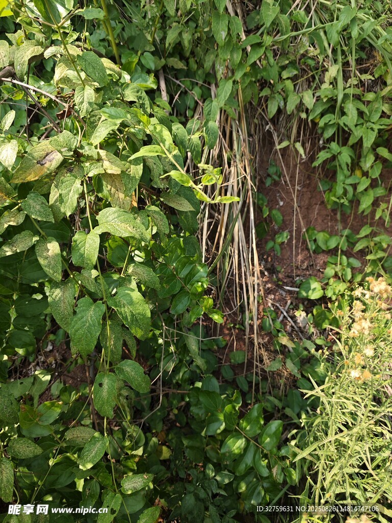 繁茂綠植環(huán)繞的隱秘角落