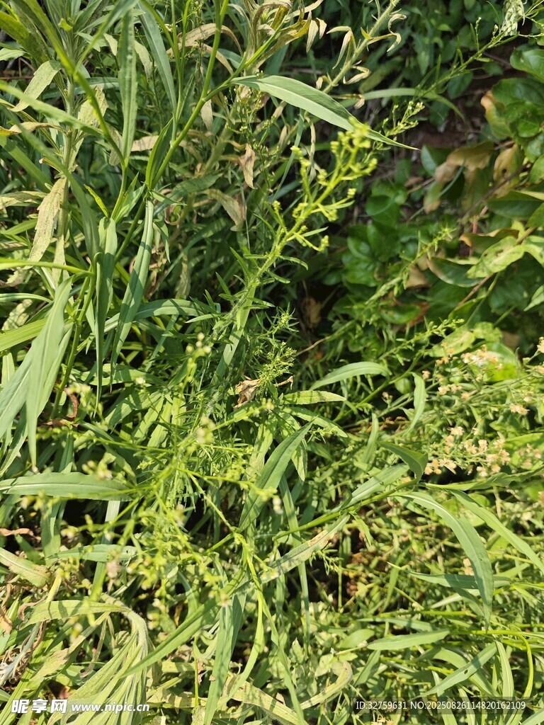 翠綠繁茂的叢生植物
