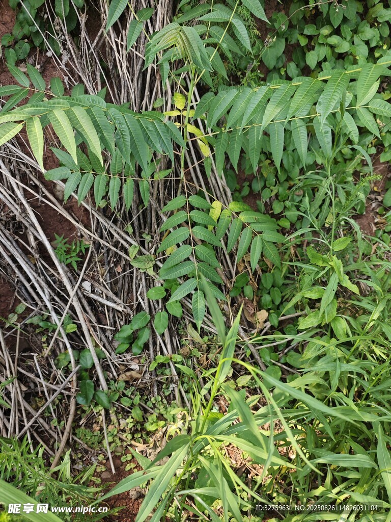 茂密叢林中的繁茂綠植