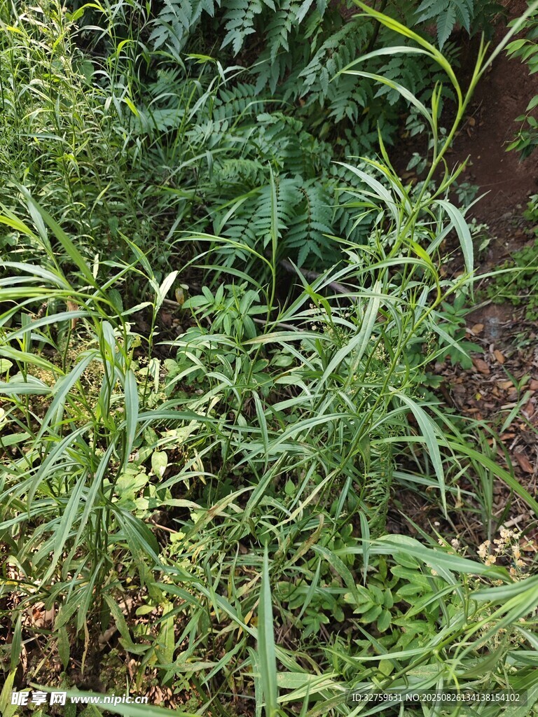 野外繁茂的綠色植物