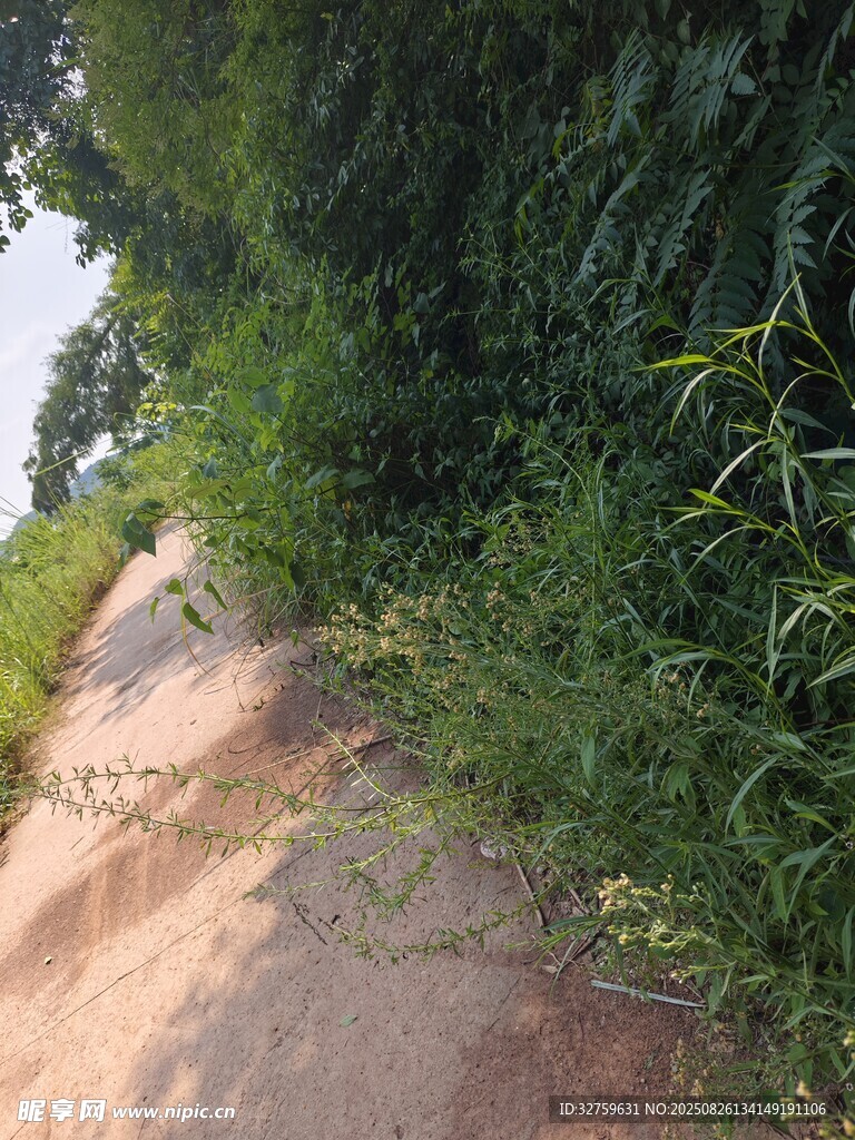 鄉(xiāng)間土路旁的蔥郁綠植