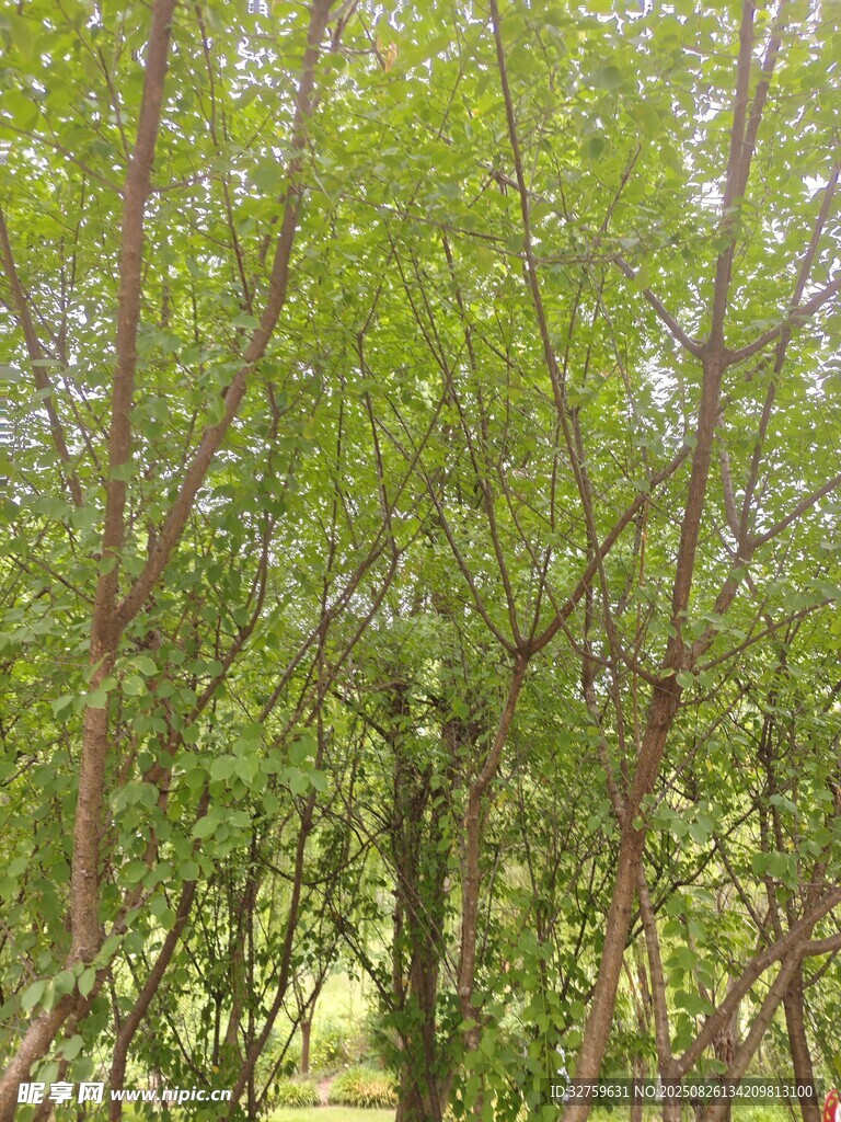 茂密樹(shù)林中的繁茂枝葉
