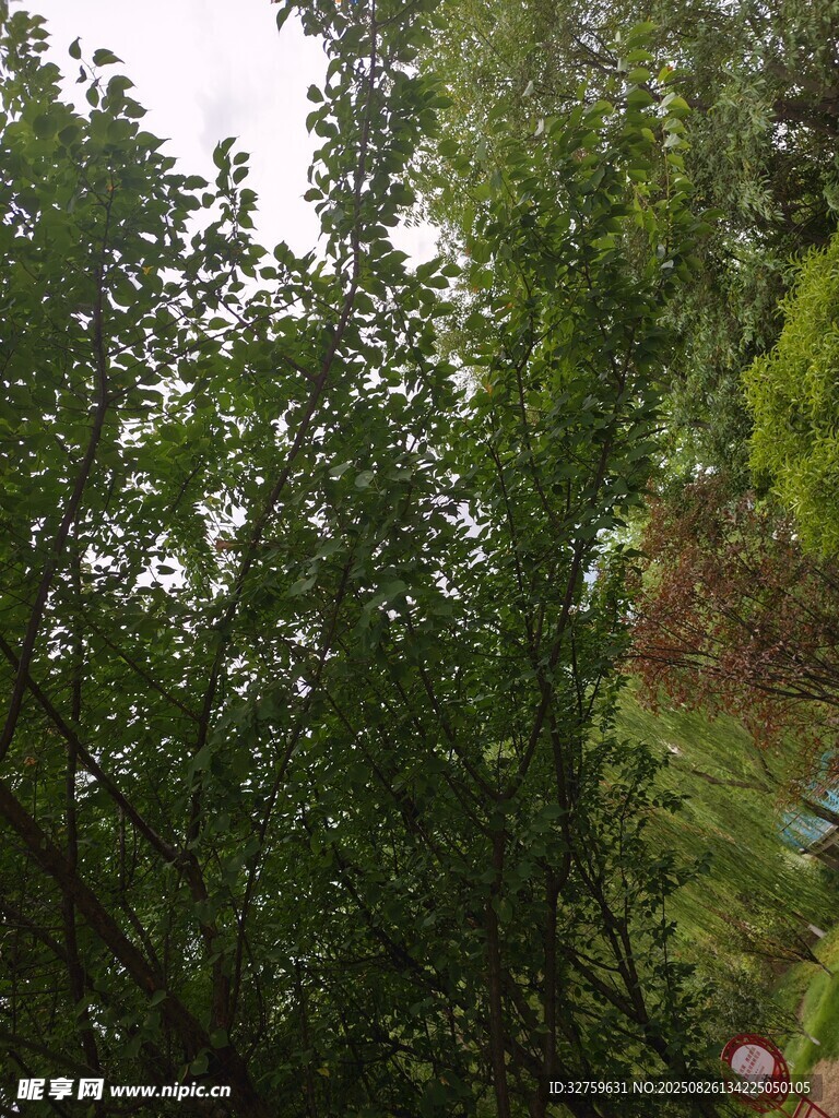 仰視蔥郁樹林景觀