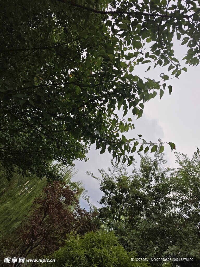 林間枝葉間的天空一角