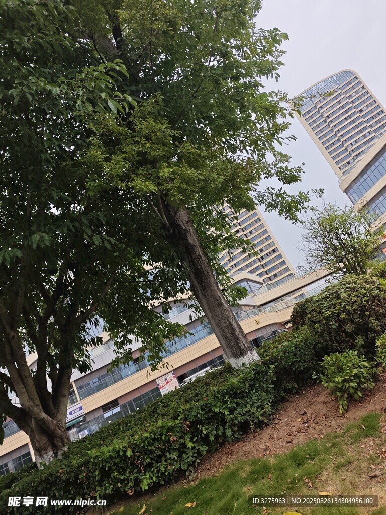 城市中蔥郁樹木與高樓景觀