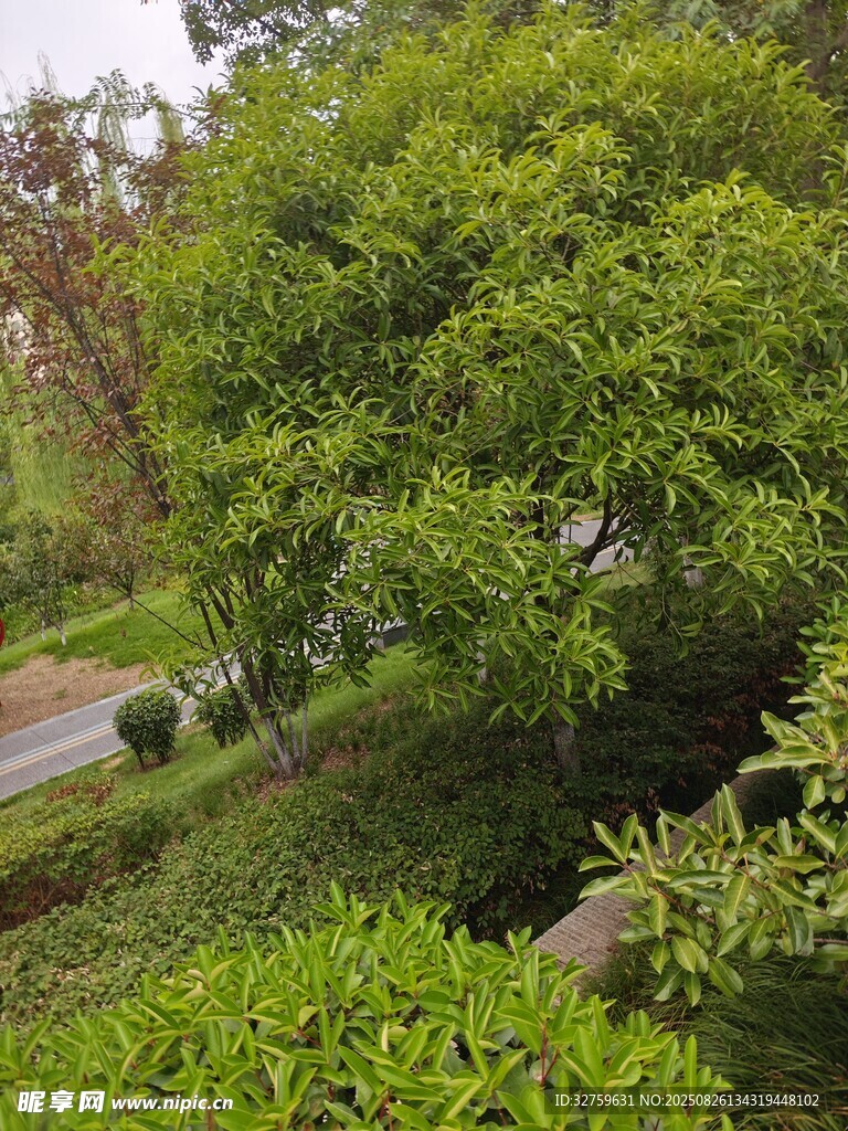 綠意盎然的林間小道