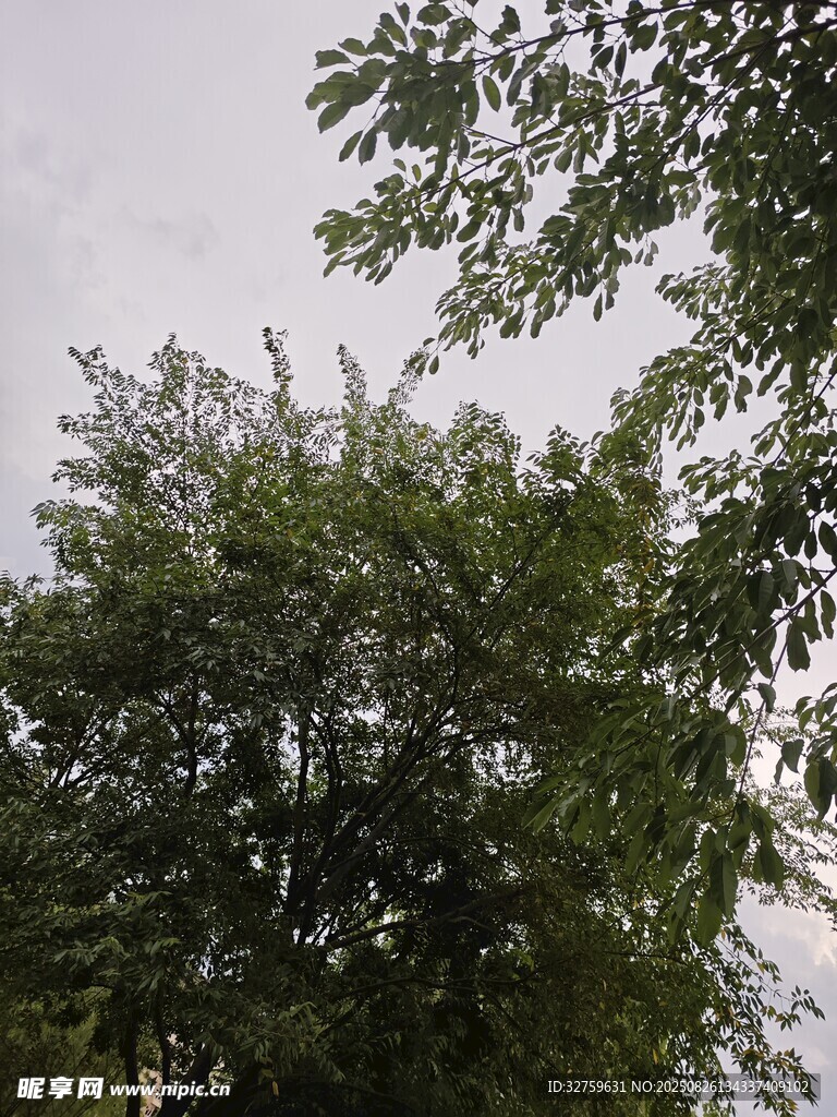綠樹成蔭的自然景象