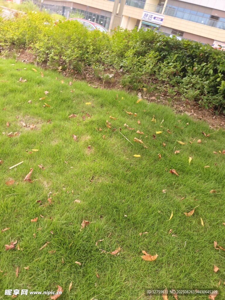 翠綠草坪與周邊綠植景觀