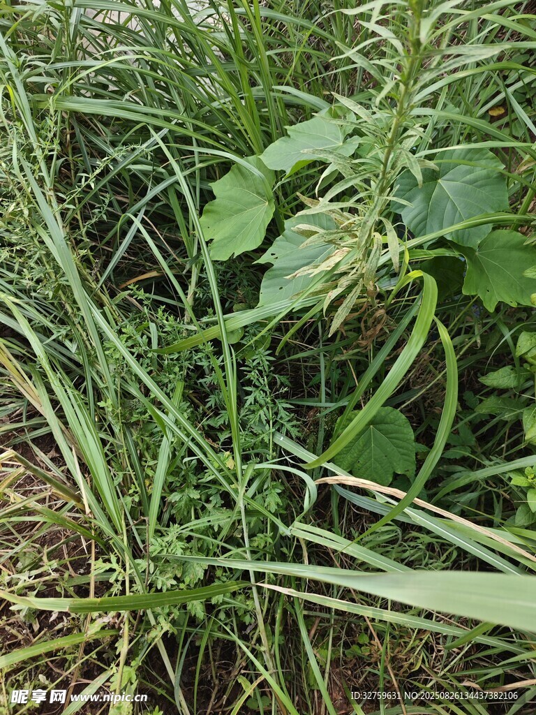 田野中的綠色植物