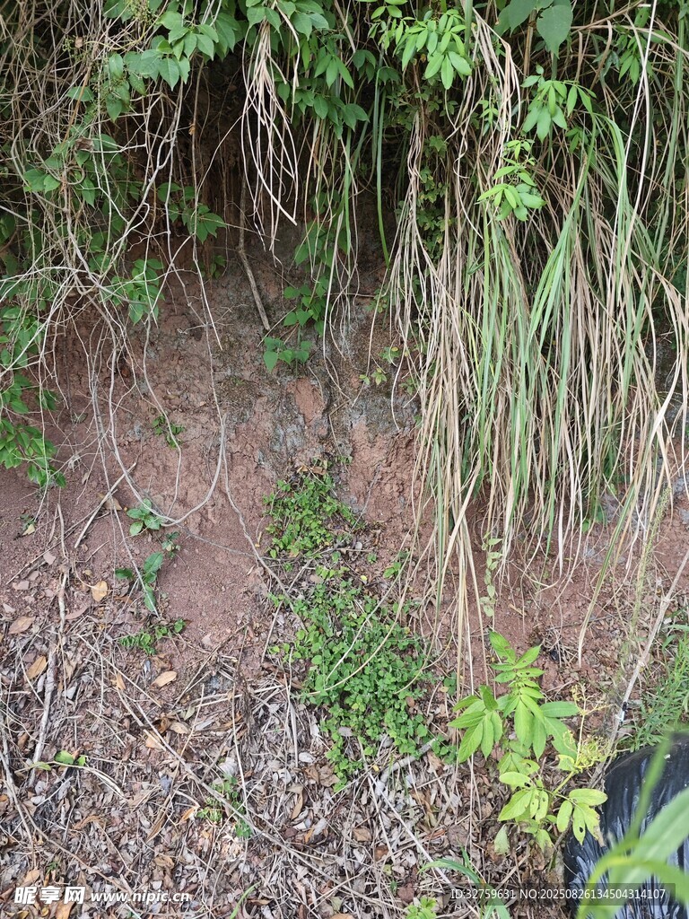 林間雜草叢生的地面