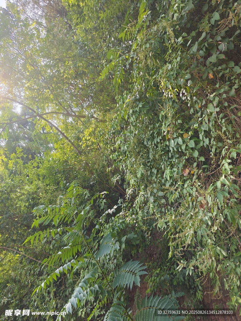 陽(yáng)光灑落的茂密綠植小徑