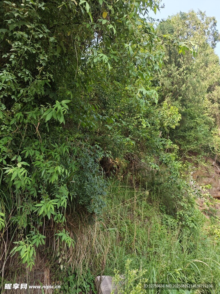 茂密綠意盎然的自然植被