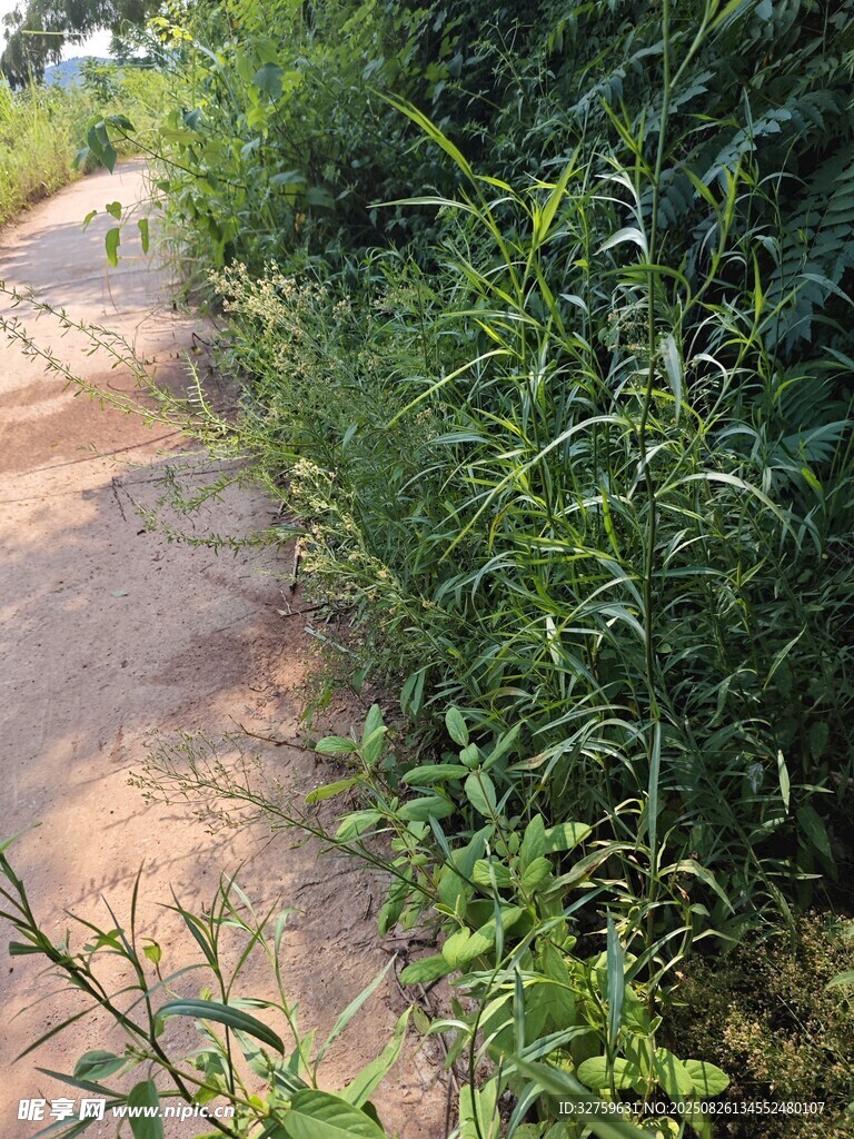 路邊繁茂綠植景觀