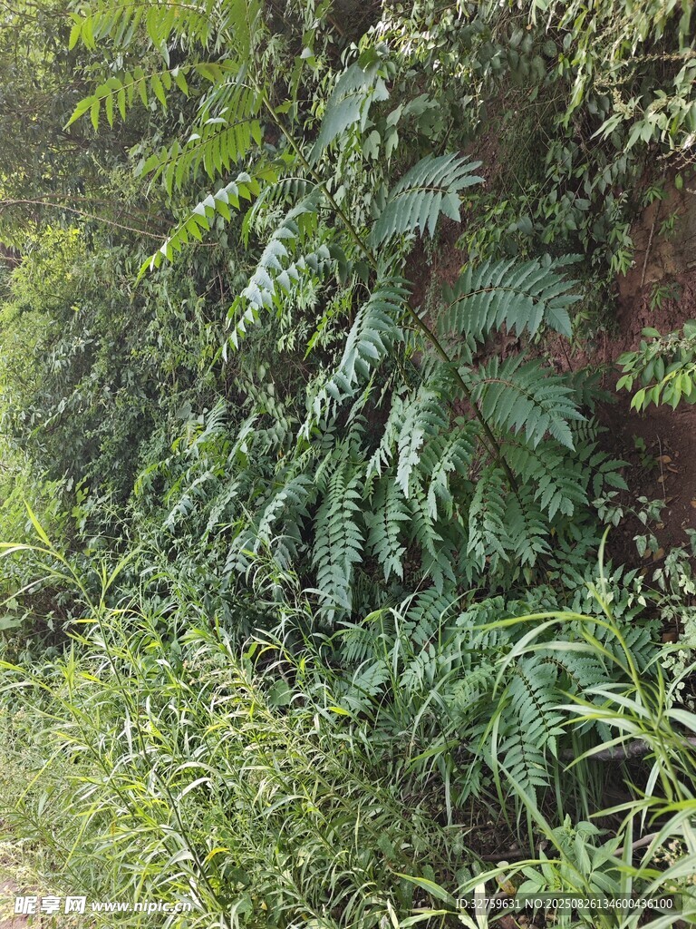 野外繁茂的綠色蕨類植物