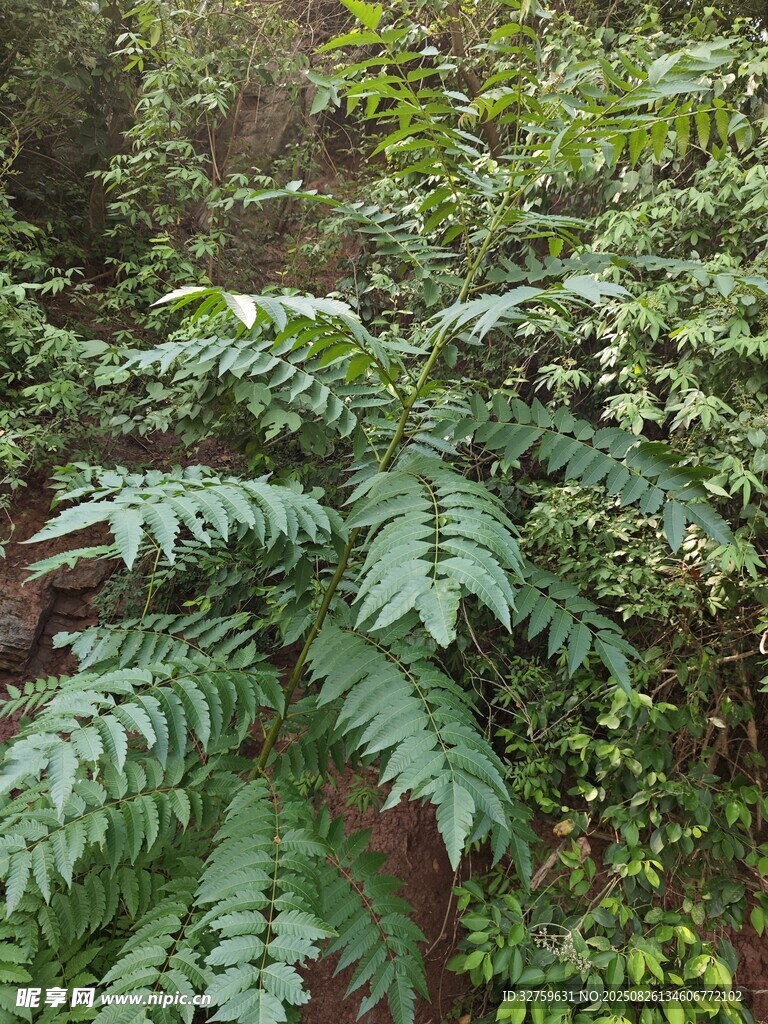 茂密叢林中的蕨類植物