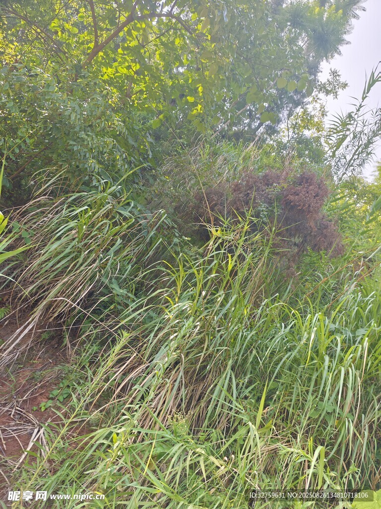 野外繁茂草叢景象