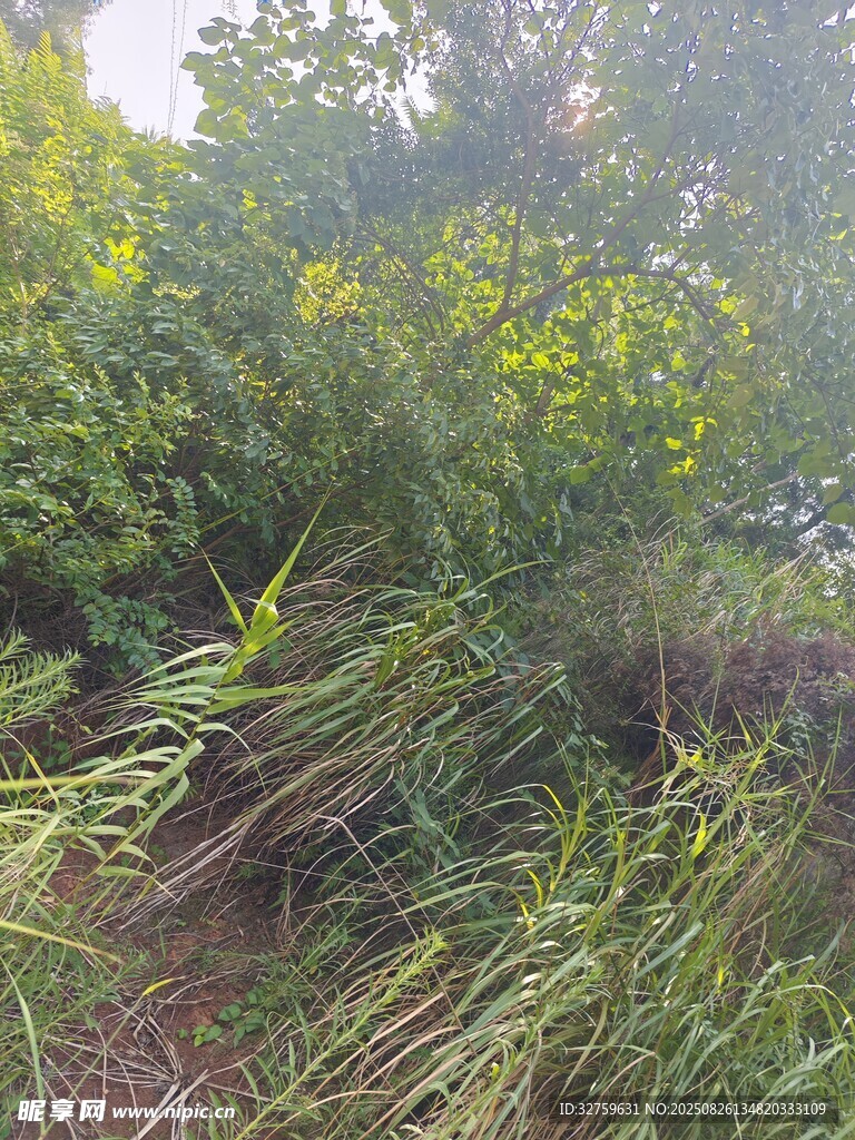 野外繁茂綠植景觀