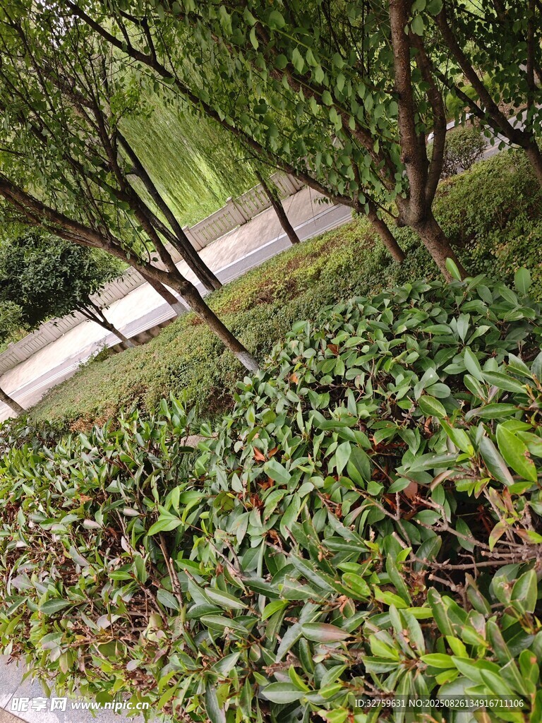林間綠植景觀