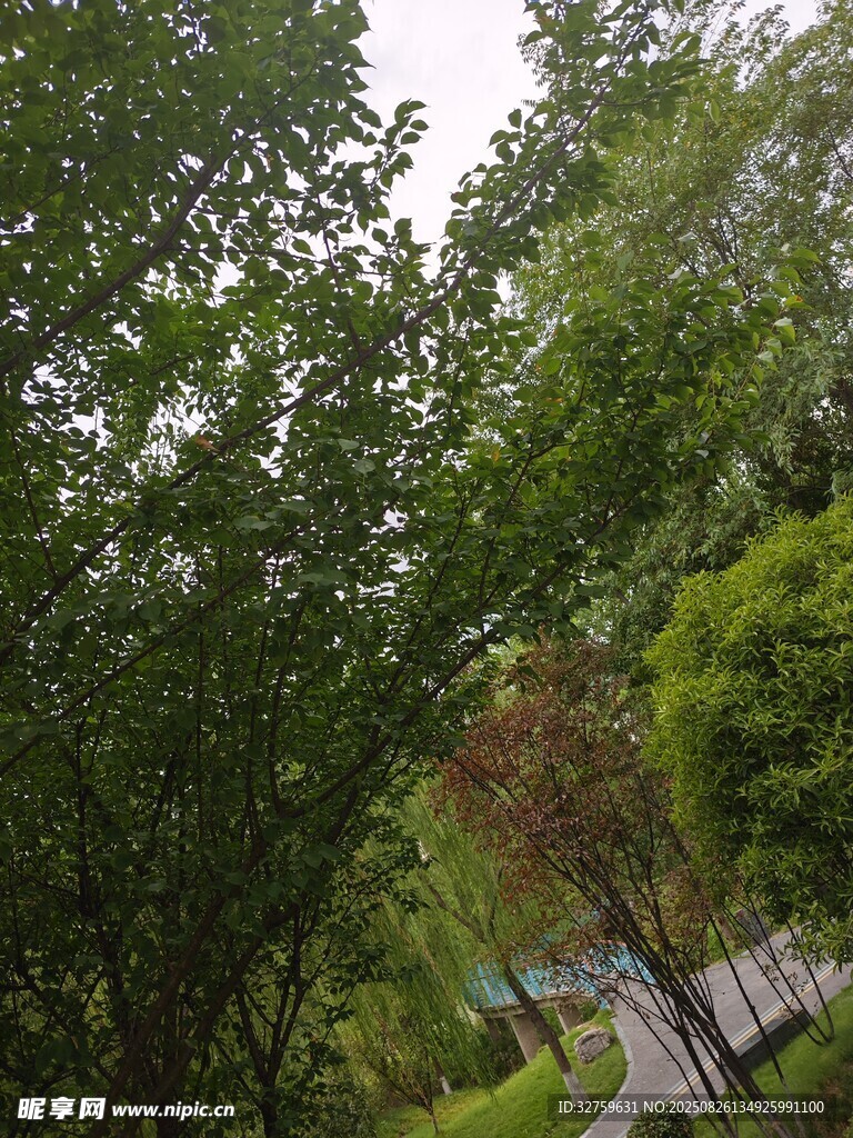 綠意盎然的林間景致