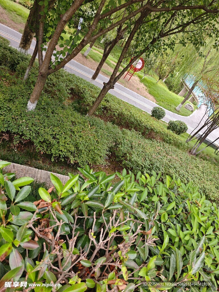 城市綠化景觀中的綠植