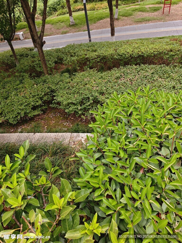 城市綠化帶中的繁茂綠植