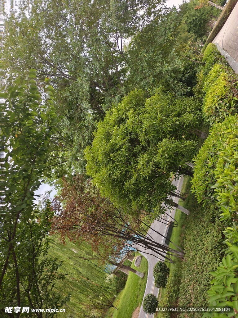 綠意盎然的庭院小徑