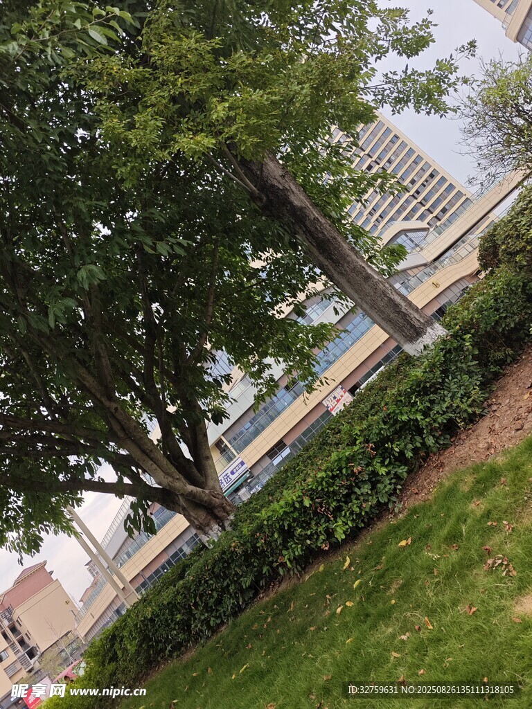 城市中蔥郁樹木與建筑景觀