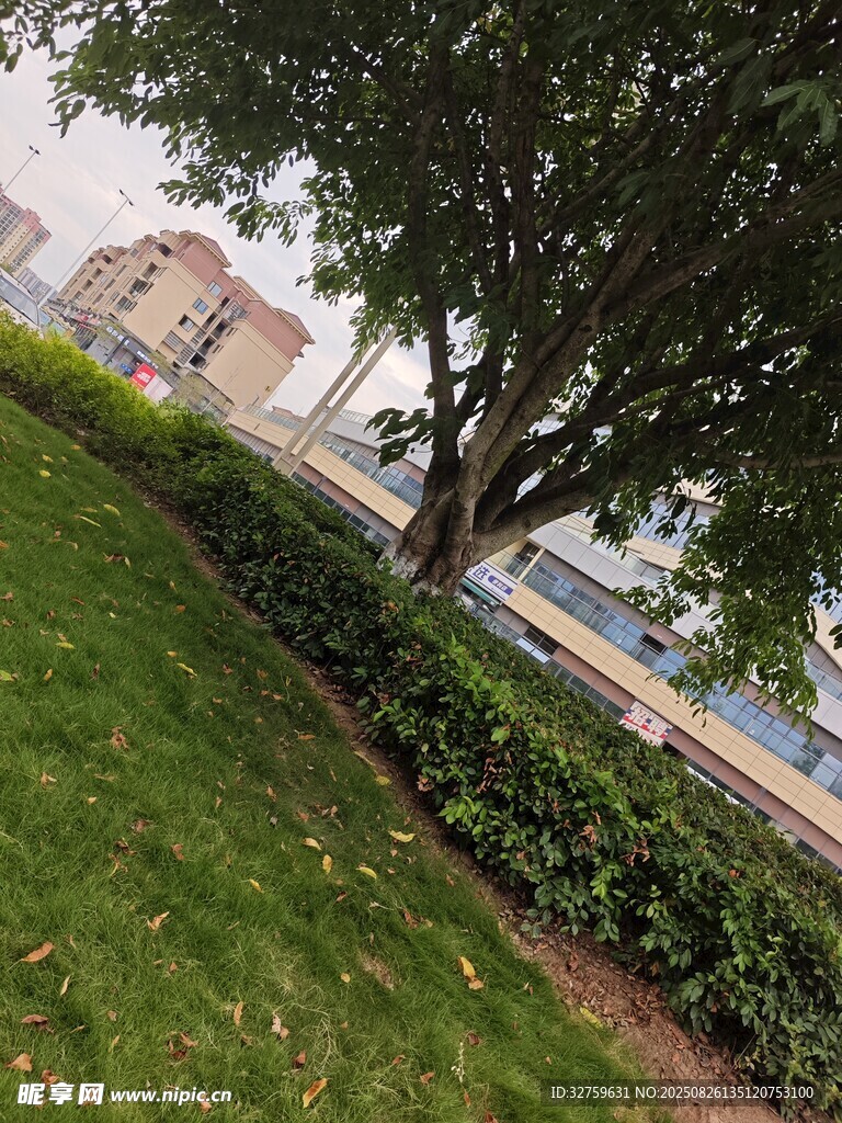城市中蔥郁的草地與樹木