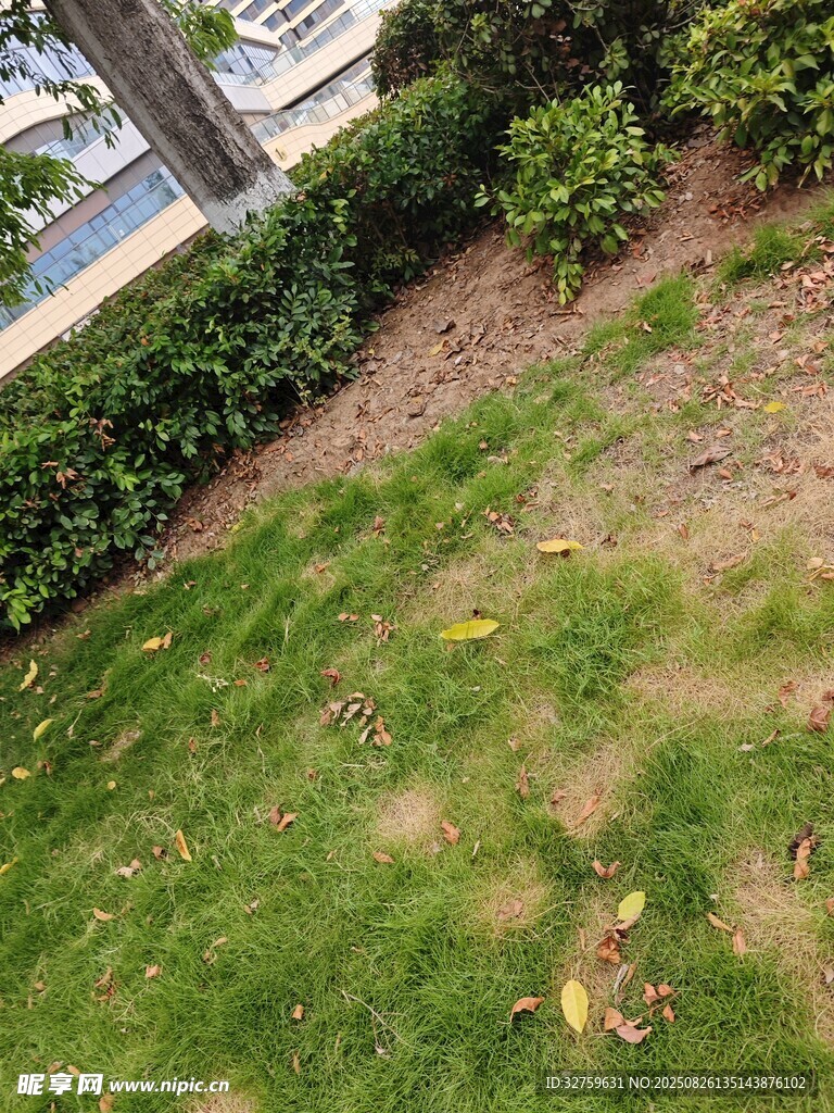 戶外草地及周邊綠植景觀