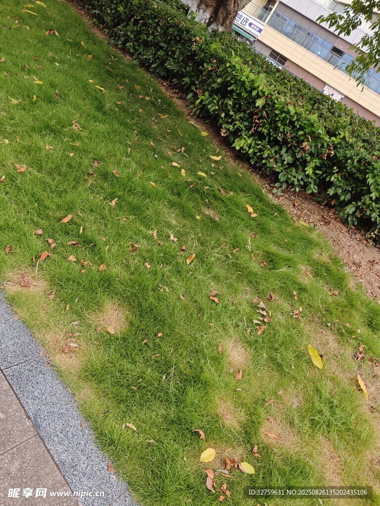 路邊綠意盎然的草坪景觀