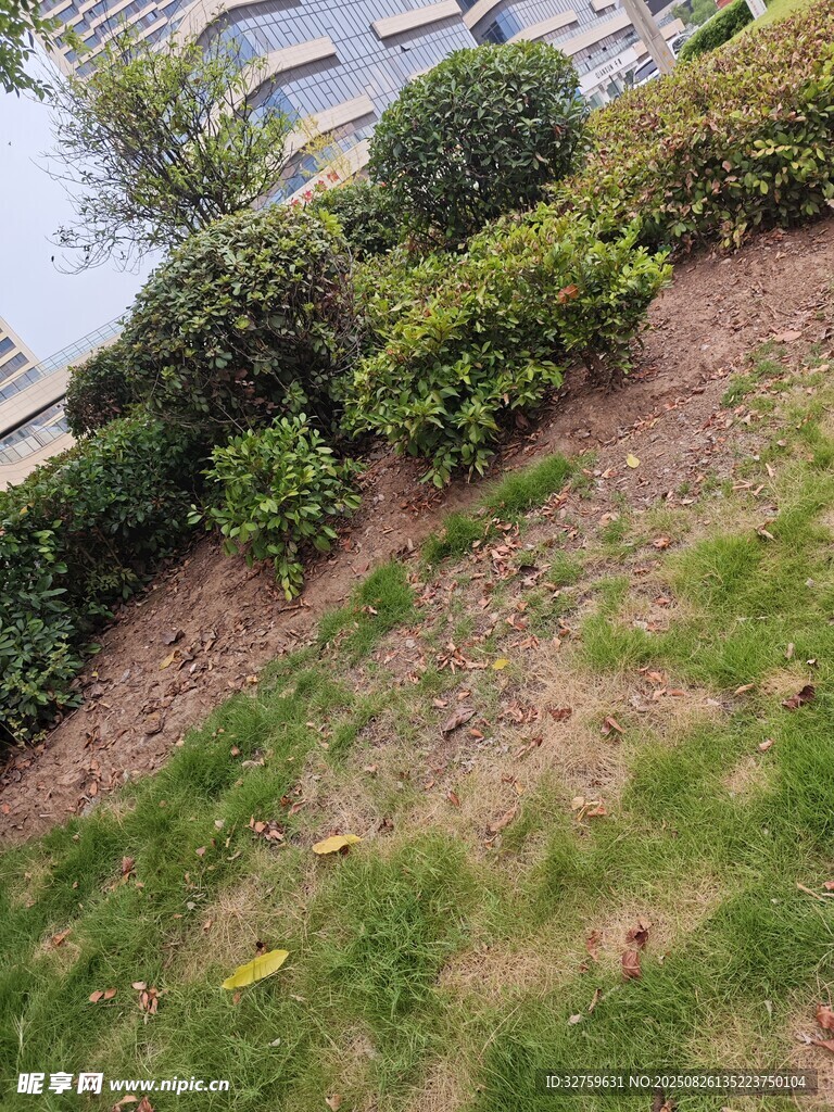 戶外綠化景觀中的草地灌木